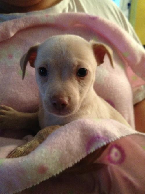 Billy, an adoptable Chihuahua, Dachshund in Colton, CA, 92324 | Photo Image 2