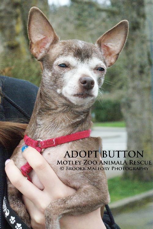 Button - ADOPTED! 2