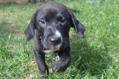 Bob, an adopted Black Labrador Retriever in Huntsville, AL_image-3