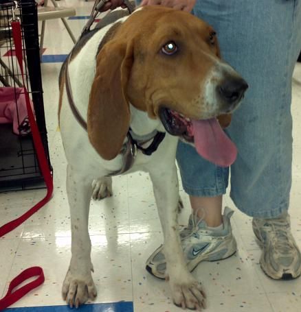 Marley (fka Tessa), an adoptable Treeing Walker Coonhound in Ballwin, MO, 63011 | Photo Image 2