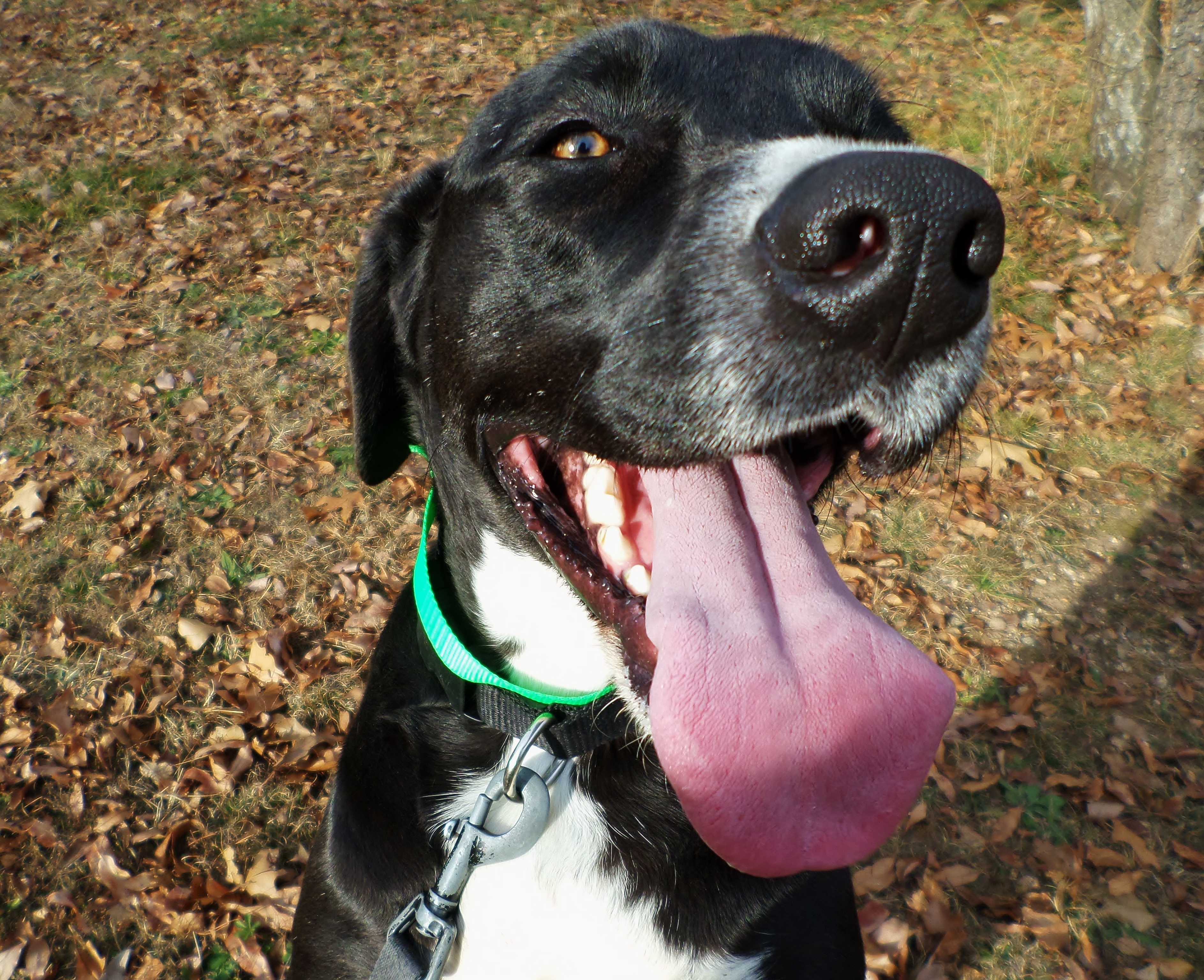 Mitch, an adoptable Labrador Retriever in Oakland, AR, 72661 | Photo Image 1