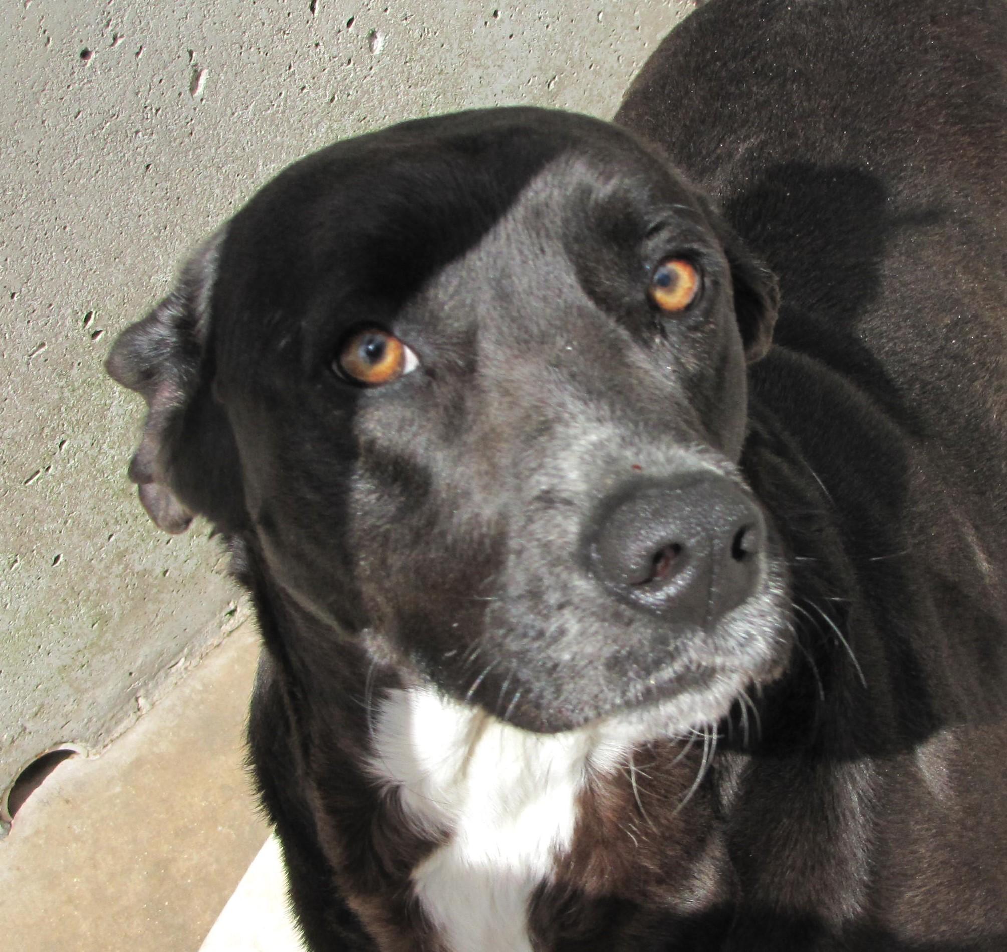 Mitch, an adoptable Labrador Retriever in Oakland, AR, 72661 | Photo Image 2
