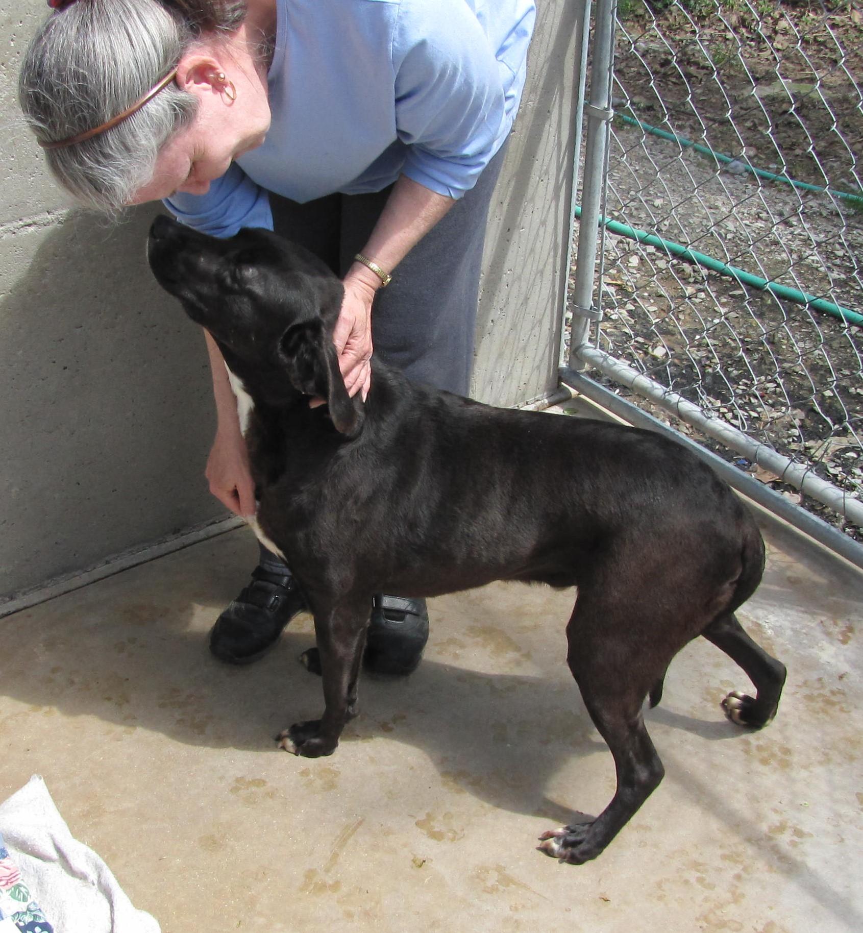 Mitch, an adoptable Labrador Retriever in Oakland, AR, 72661 | Photo Image 3