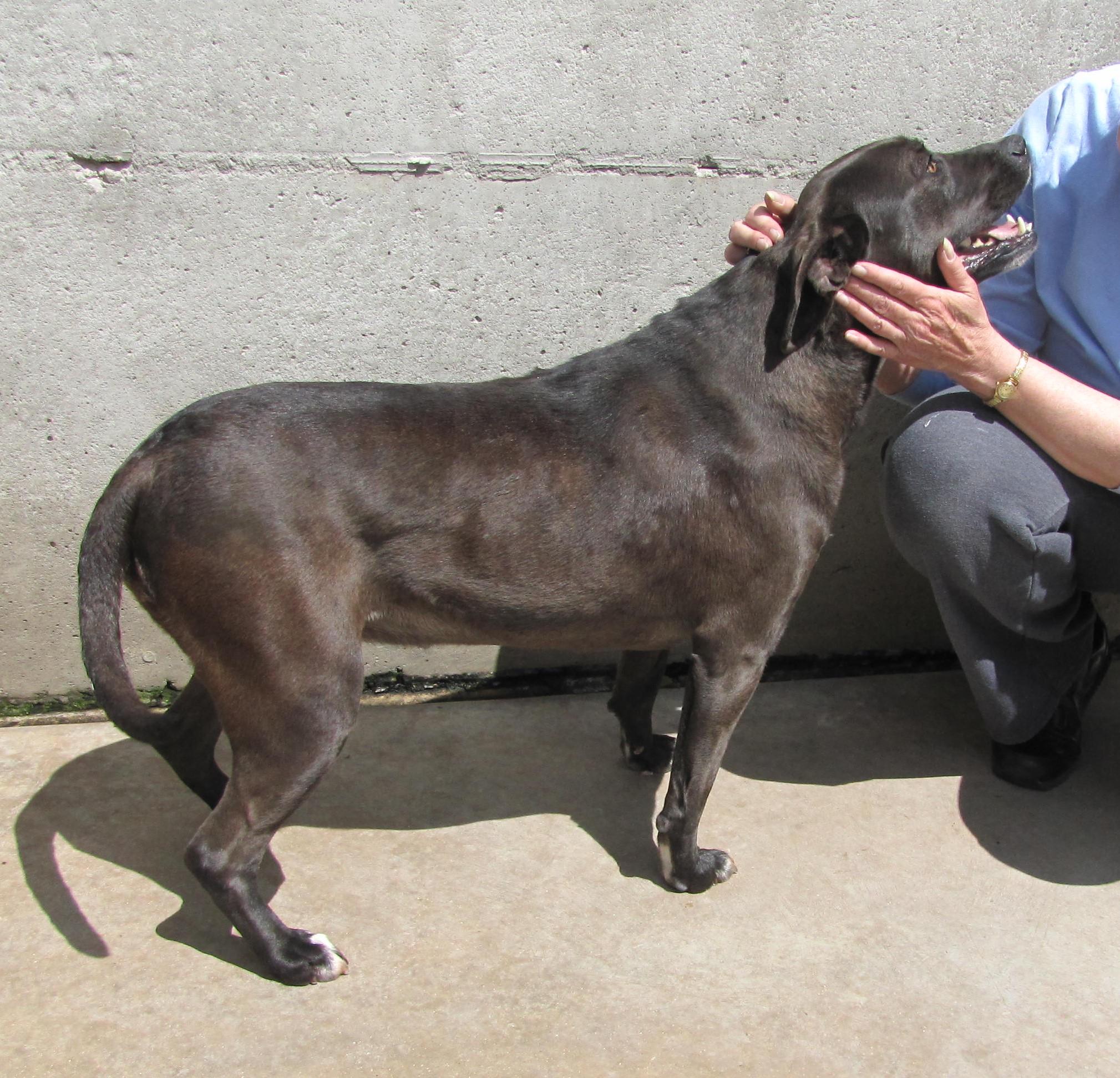 Malinda, an adoptable Labrador Retriever in Oakland, AR, 72661 | Photo Image 2