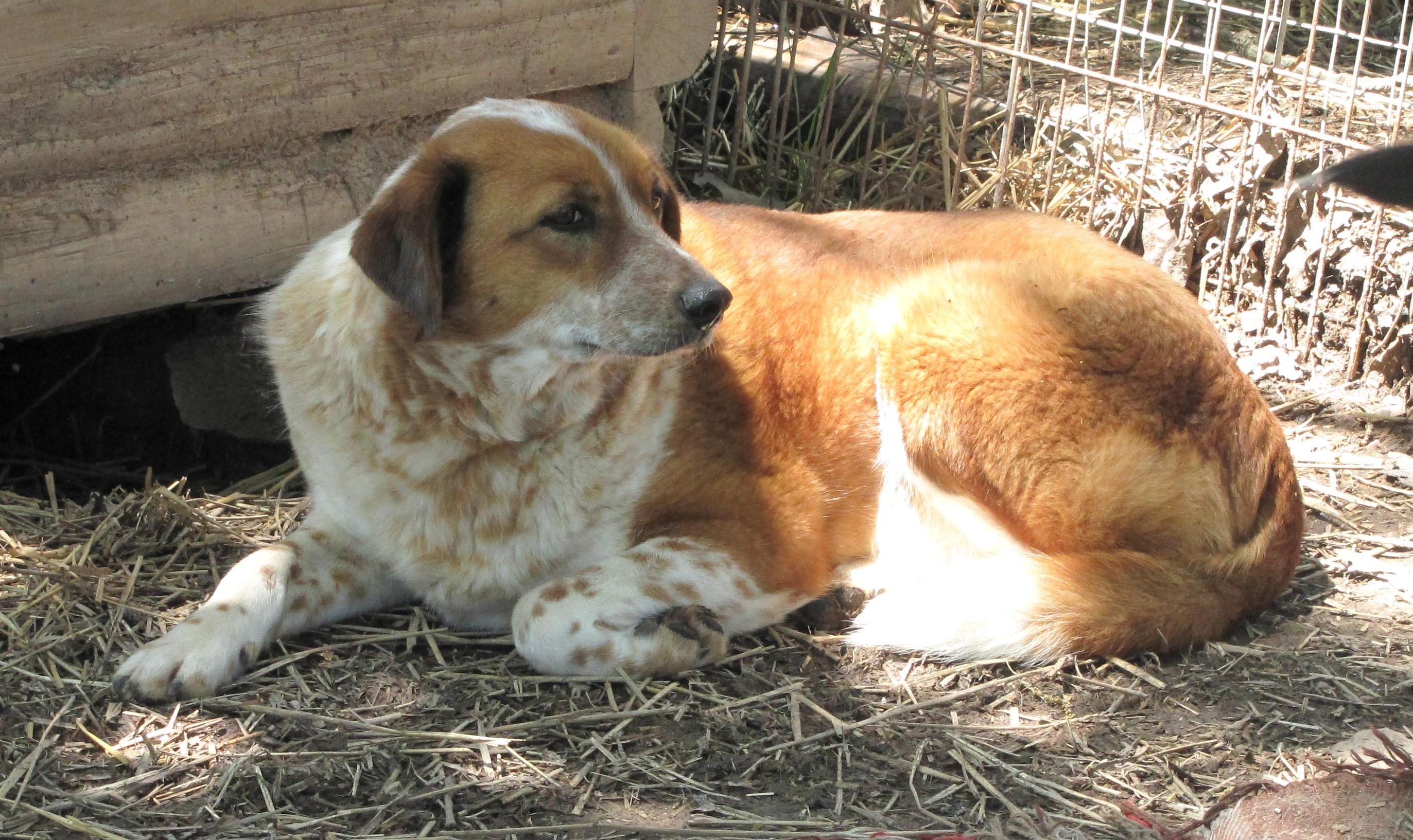 Mary Ann, an adoptable Australian Cattle Dog / Blue Heeler, Collie in Oakland, AR, 72661 | Photo Image 2