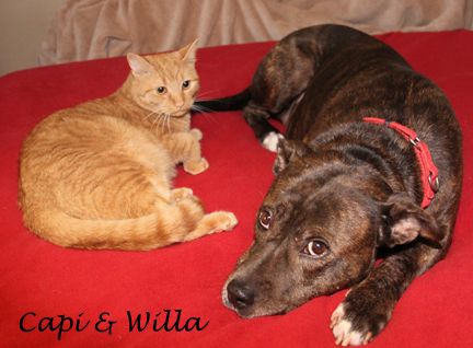 Willa, an adopted American Staffordshire Terrier Mix in Nashville, TN_image-2
