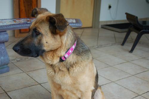 Butterfly (Guest), an adopted German Shepherd Dog in Roswell, GA_image-1