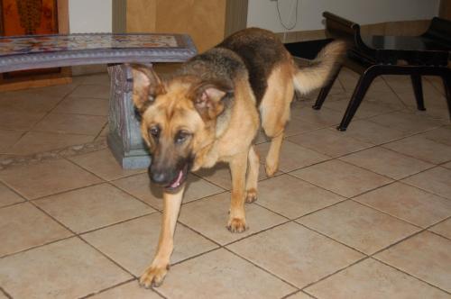 Butterfly (Guest), an adopted German Shepherd Dog in Roswell, GA_image-3