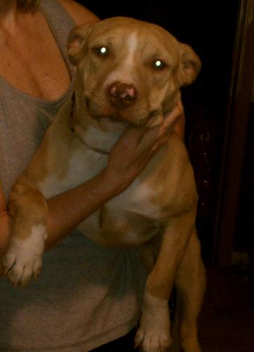 Nina, an adoptable Pit Bull Terrier in Leonardtown, MD, 20650 | Photo Image 1