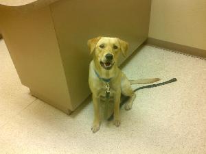 Maizey, an adoptable Yellow Labrador Retriever in Austin, TX, 78708 | Photo Image 1