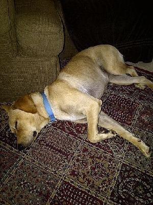 Maizey, an adoptable Yellow Labrador Retriever in Austin, TX, 78708 | Photo Image 2