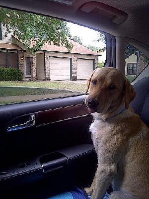 Maizey, an adoptable Yellow Labrador Retriever in Austin, TX, 78708 | Photo Image 3