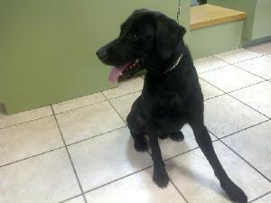 Clifton, an adoptable Black Labrador Retriever in Austin, TX, 78708 | Photo Image 1