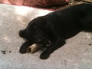 Clifton, an adoptable Black Labrador Retriever in Austin, TX, 78708 | Photo Image 2