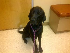 Barkley, an adoptable Black Labrador Retriever in Austin, TX, 78708 | Photo Image 1
