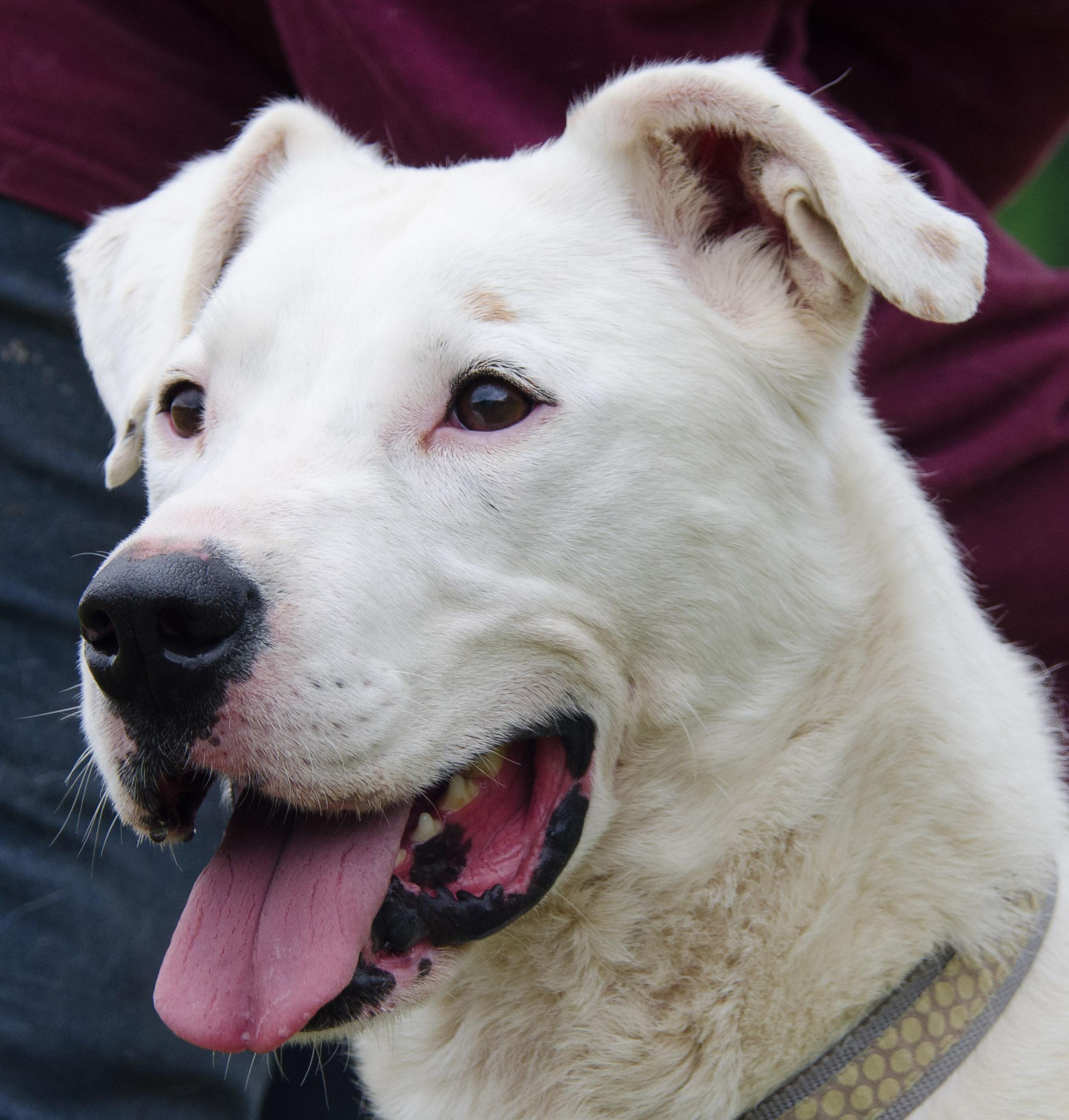 Grayson - ISO love match, an adoptable Catahoula Leopard Dog, Yellow Labrador Retriever in Midlothian, VA, 23112 | Photo Image 2