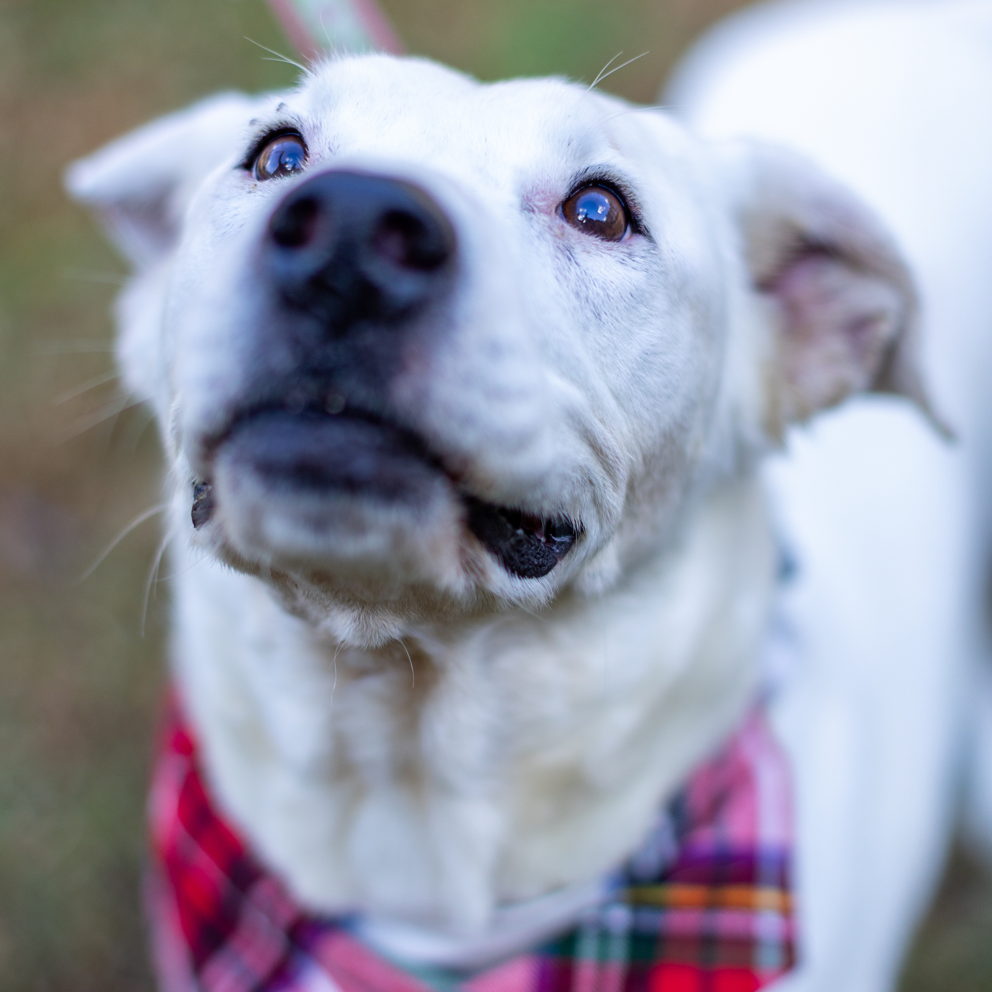 Grayson - ISO love match, an adoptable Catahoula Leopard Dog, Yellow Labrador Retriever in Midlothian, VA, 23112 | Photo Image 1