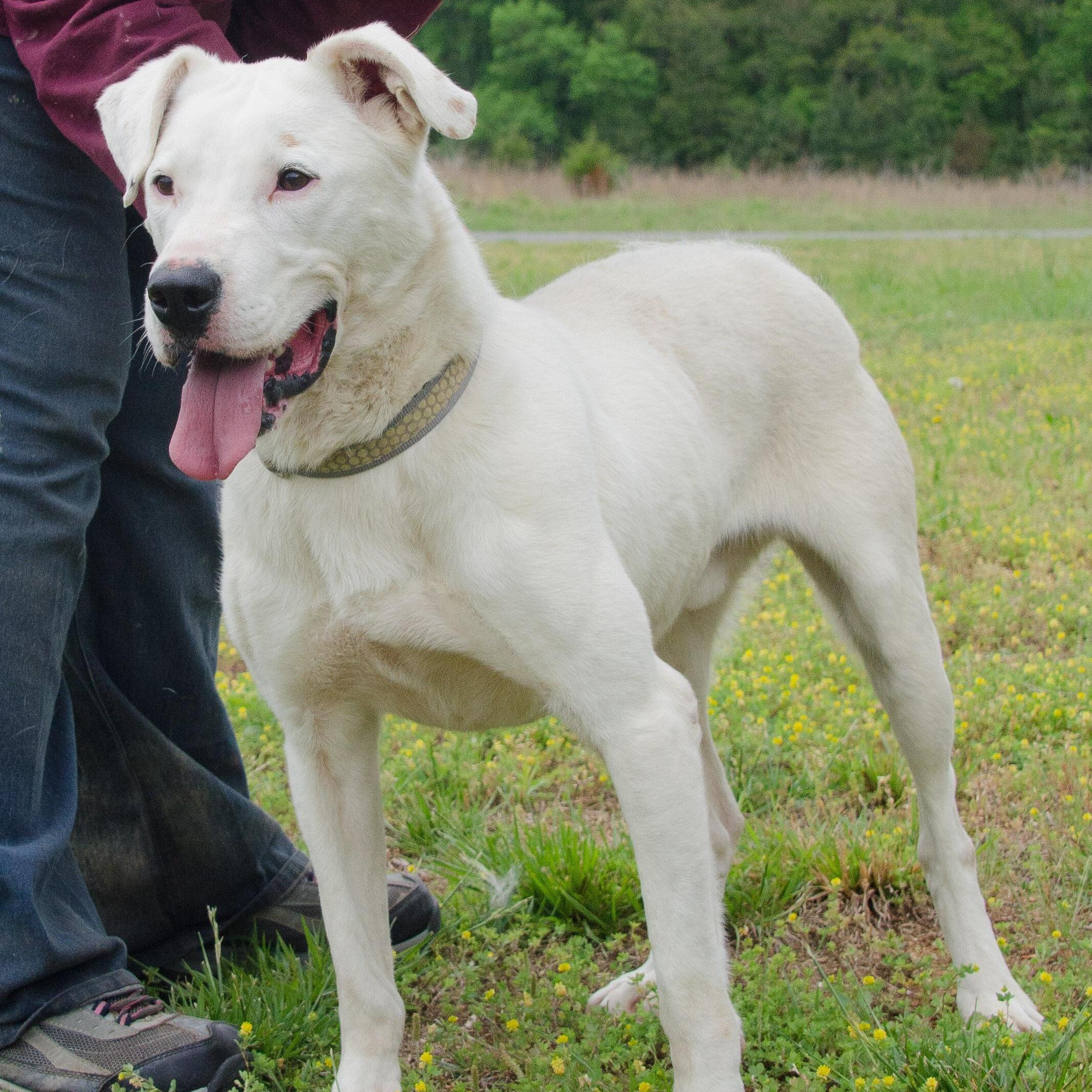 Grayson - ISO love match, an adoptable Catahoula Leopard Dog, Yellow Labrador Retriever in Midlothian, VA, 23112 | Photo Image 3