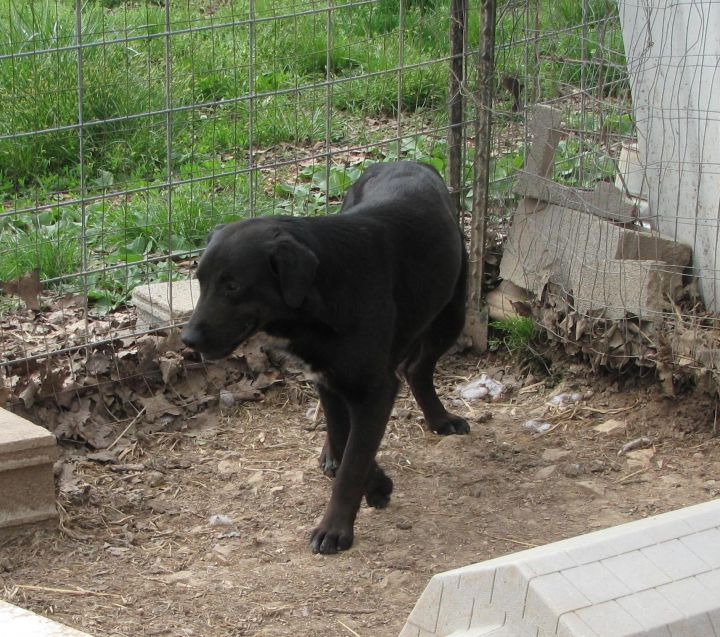 Cezar, an adoptable Catahoula Leopard Dog & Labrador Retriever Mix in Oakland, AR_image-2