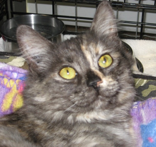 Christie, an adopted Dilute Tortoiseshell & Domestic Medium Hair Mix in Maple Ridge, BC_image-2
