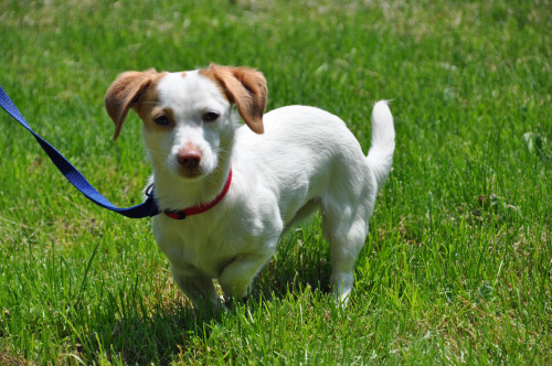 Amber, an adopted Dachshund & Jack Russell Terrier Mix in St. Albans, VT_image-1