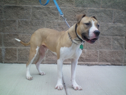 Harley, an adopted American Staffordshire Terrier in Colorado Springs, CO_image-1