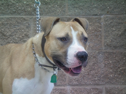 Harley, an adopted American Staffordshire Terrier in Colorado Springs, CO_image-2