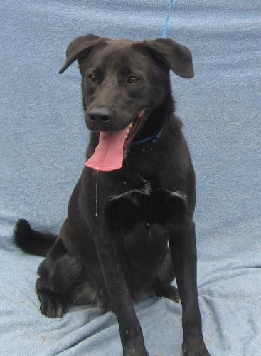 REECES (R), an adopted Black Labrador Retriever Mix in Marietta, GA_image-1