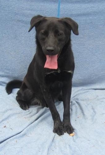 REECES (R), an adopted Black Labrador Retriever Mix in Marietta, GA_image-2