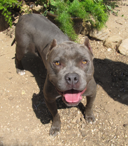 NAOMI SR. SWEETIE, an adoptable Staffordshire Bull Terrier in Acton, CA_image-2