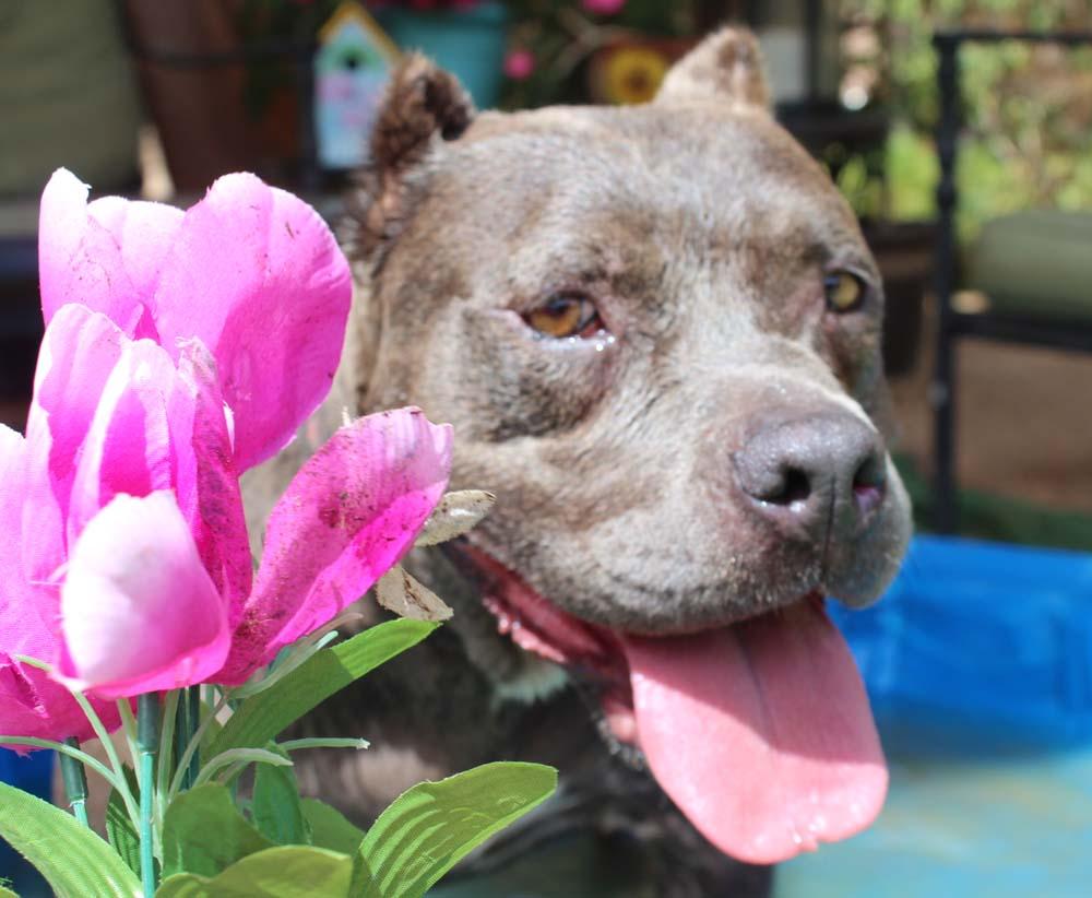 NAOMI SR. SWEETIE, an adoptable Staffordshire Bull Terrier in Acton, CA, 93510 | Photo Image 1