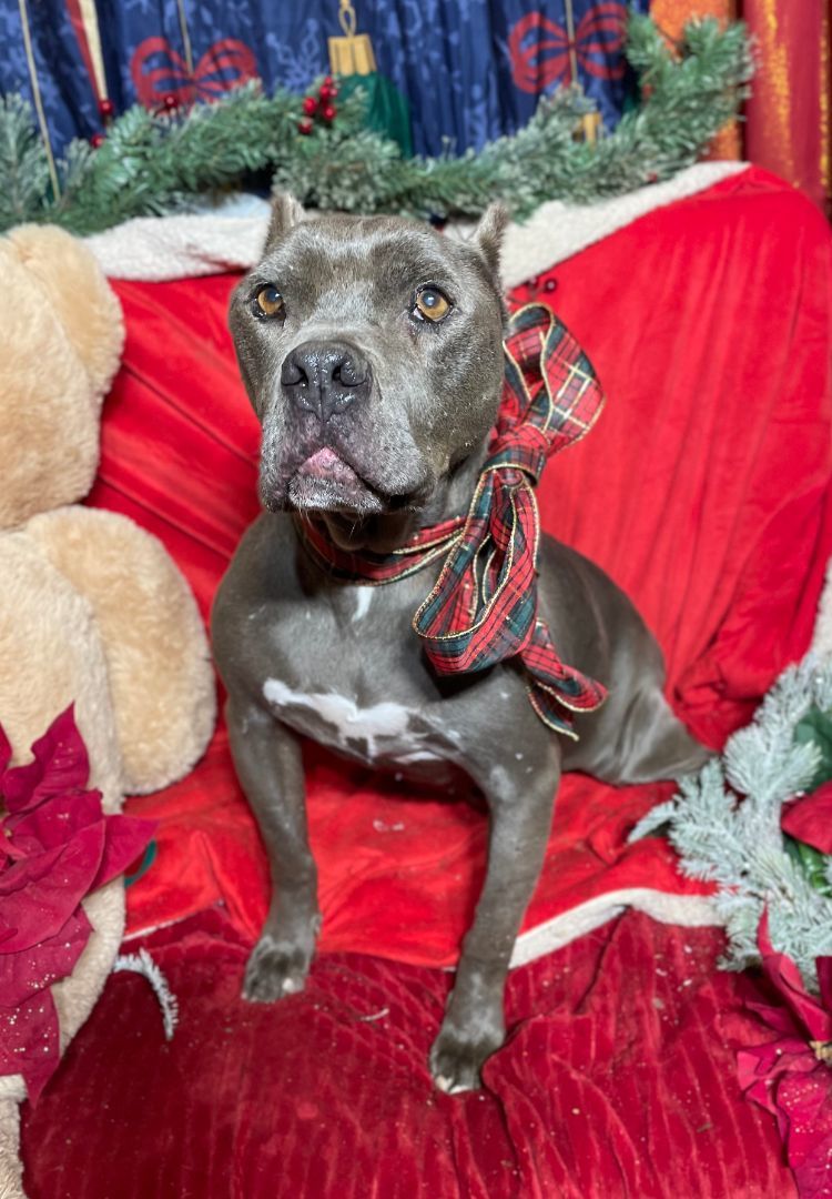 NAOMI SR. SWEETIE, an adoptable Staffordshire Bull Terrier in Acton, CA, 93510 | Photo Image 1