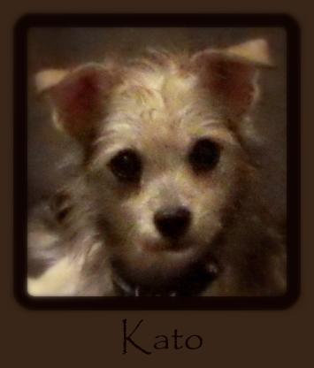 NJ - Kato, an adopted Italian Greyhound & Poodle Mix in Hamilton Square, NJ_image-1
