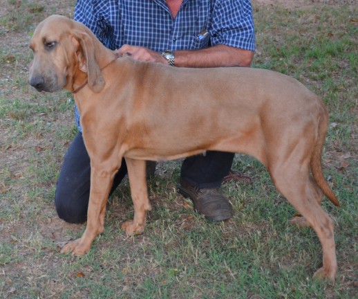 Nell-GA, an adopted Redbone Coonhound in Carrollton, GA_image-1