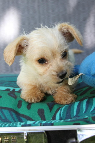 Yorkie/Poodle/Dachshund Mix Litter 2