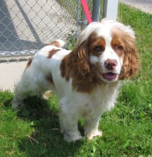 Toby  - to Cortland County SPCA