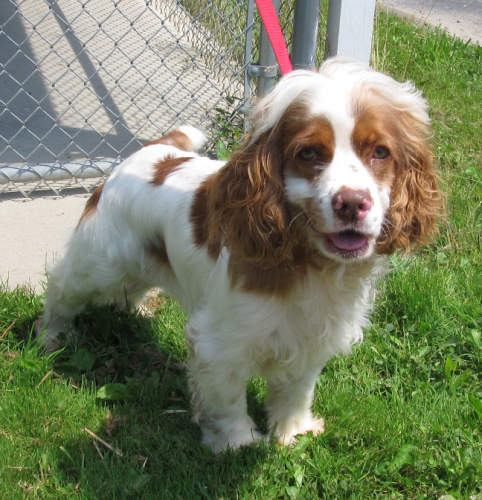 Toby  - to Cortland County SPCA