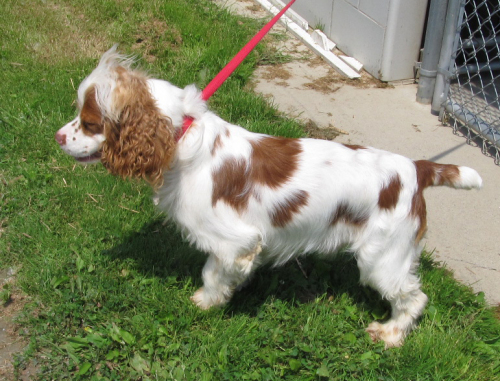 Toby  - to Cortland County SPCA 2