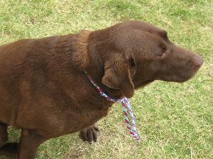 Jif, an adoptable Chocolate Labrador Retriever in Austin, TX, 78708 | Photo Image 1