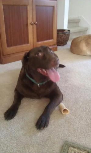 Jif, an adoptable Chocolate Labrador Retriever in Austin, TX, 78708 | Photo Image 2