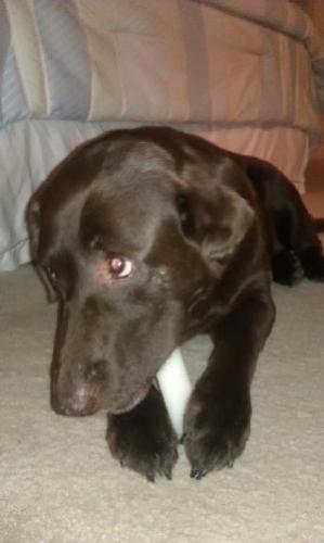 Jif, an adoptable Chocolate Labrador Retriever in Austin, TX, 78708 | Photo Image 3