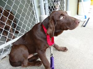 Ted, an adoptable Chocolate Labrador Retriever in Austin, TX, 78708 | Photo Image 1