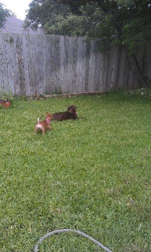 Ted, an adoptable Chocolate Labrador Retriever in Austin, TX, 78708 | Photo Image 3