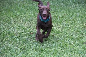 Bill, an adoptable Chocolate Labrador Retriever in Austin, TX, 78708 | Photo Image 1