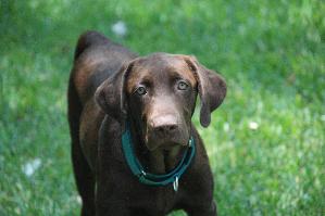 Bill, an adoptable Chocolate Labrador Retriever in Austin, TX, 78708 | Photo Image 2