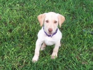 Pandora, an adoptable Yellow Labrador Retriever in Austin, TX, 78708 | Photo Image 1