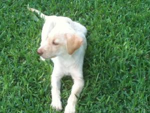 Pandora, an adoptable Yellow Labrador Retriever in Austin, TX, 78708 | Photo Image 2