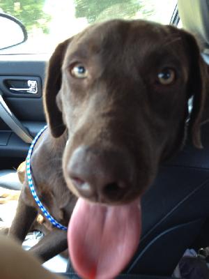 Gunther, an adoptable Chocolate Labrador Retriever in Austin, TX, 78708 | Photo Image 1