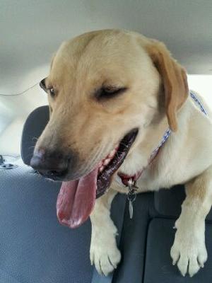 Stanley, an adoptable Yellow Labrador Retriever in Austin, TX, 78708 | Photo Image 1
