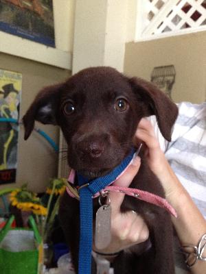 Callista, an adoptable Chocolate Labrador Retriever in Austin, TX, 78708 | Photo Image 1
